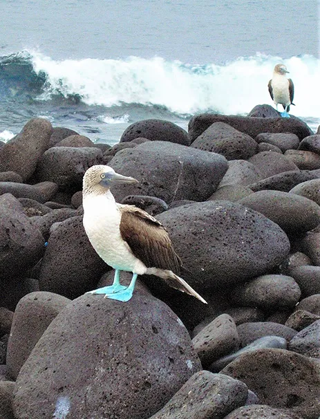 Blue footed booby Galapagos