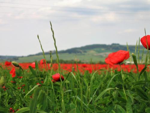 Poppy